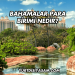 Bahamalar Para Birimi Nedir?